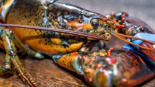 波士頓冷凍進口龍蝦清關專業一般貿易報關 波士頓冷凍進口龍蝦清關專業一般貿易報關