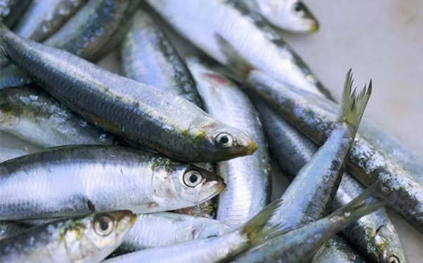 進口海鮮清關攻略你知多少? 進口海鮮清關攻略你知多少?