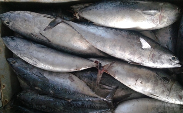 加拿大冷凍金槍魚進(jìn)口報關(guān)要注意哪些事項 加拿大冷凍金槍魚進(jìn)口報關(guān)要注意哪些事項