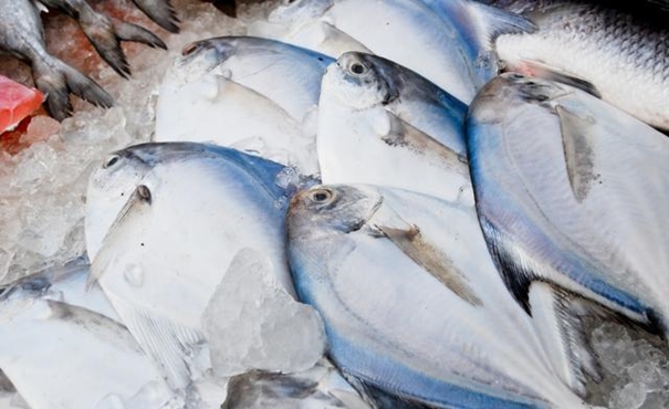 【進口凍鯧魚清關代理】的流程，一般貿易進口凍鯧魚