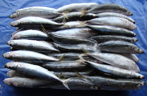 青島進口水產品報關公司 青島進口水產品報關公司