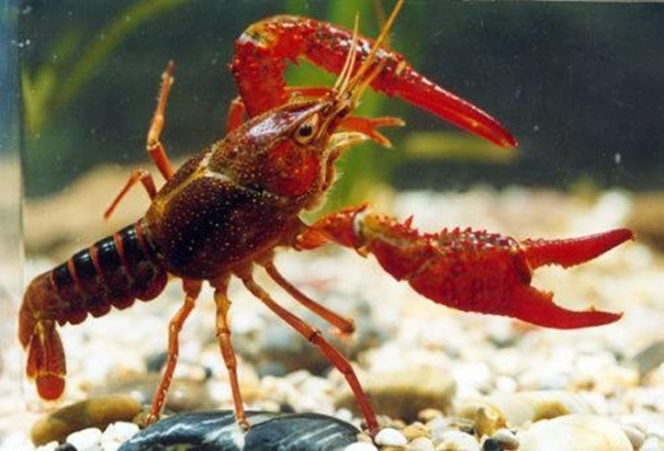 上海進口活龍蝦報關需要提前做什么準備 上海進口活龍蝦報關需要提前做什么準備