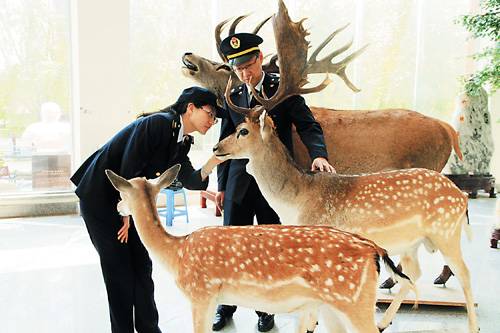 動物標本進口報關-動物標本是如何進口報關到國內的? 動物標本進口報關-動物標本是如何進口報關到國內的?