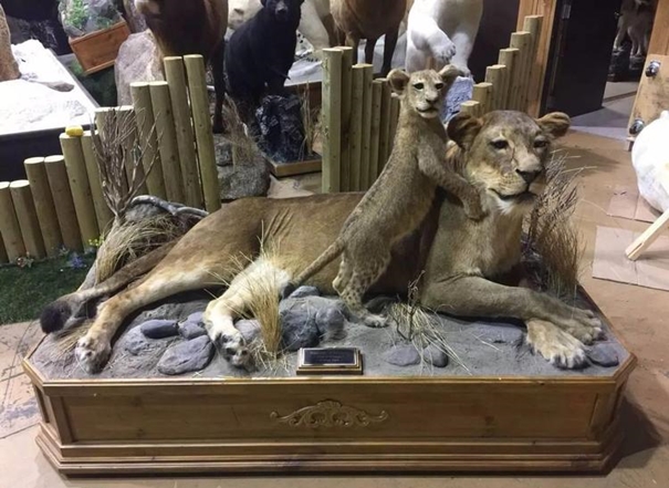 進口動物標本清關/報關代理要求是怎樣的 進口動物標本清關/報關代理要求是怎樣的