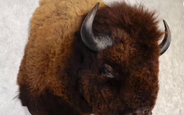 動(dòng)物標(biāo)本進(jìn)口報(bào)關(guān)代理注意事項(xiàng) 動(dòng)物標(biāo)本進(jìn)口報(bào)關(guān)代理注意事項(xiàng)