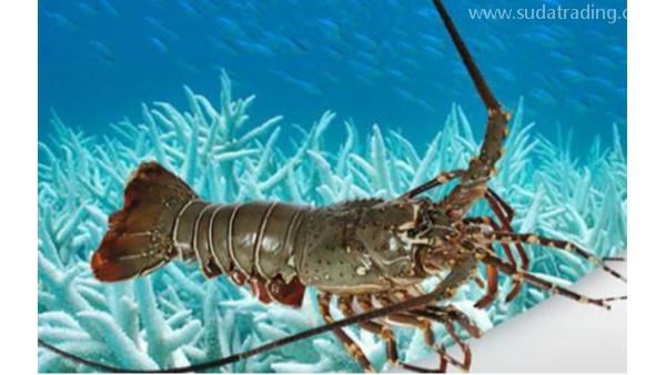 水產品進口報關