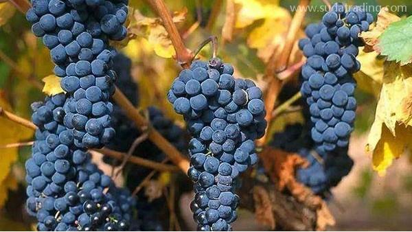 葡萄汁進(jìn)口報關(guān)手續(xù)如何辦理？