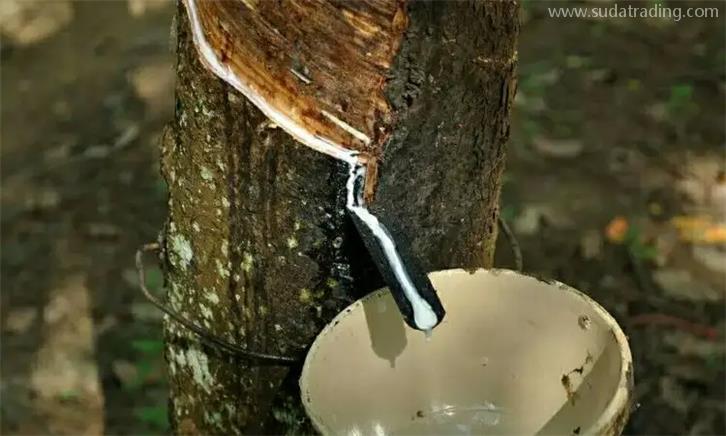 泰國天然乳膠報關公司專業處理天然乳膠通關