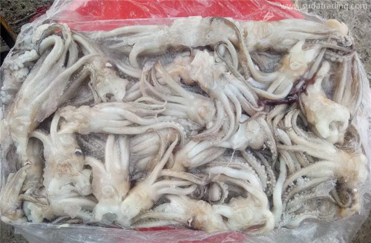 冷凍魷魚(yú)進(jìn)口報(bào)關(guān)的注意事項(xiàng)以及流程手續(xù) 冷凍魷魚(yú)進(jìn)口報(bào)關(guān)的注意事項(xiàng)以及流程手續(xù)