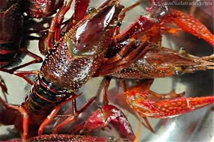 鮮活龍蝦空運(yùn)報(bào)關(guān)需要提前準(zhǔn)備什么工作 鮮活龍蝦空運(yùn)報(bào)關(guān)需要提前準(zhǔn)備什么工作