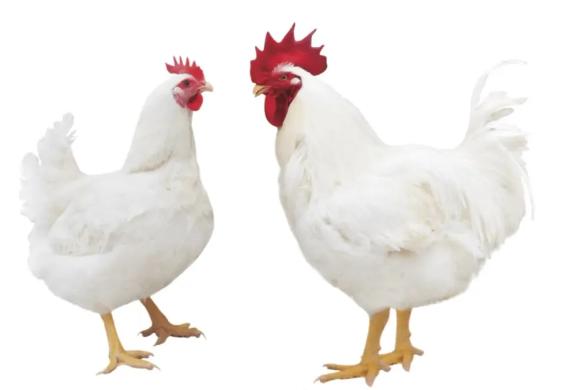 【進(jìn)口知識(shí)】帶你了解進(jìn)口雞類(lèi)產(chǎn)品的世界