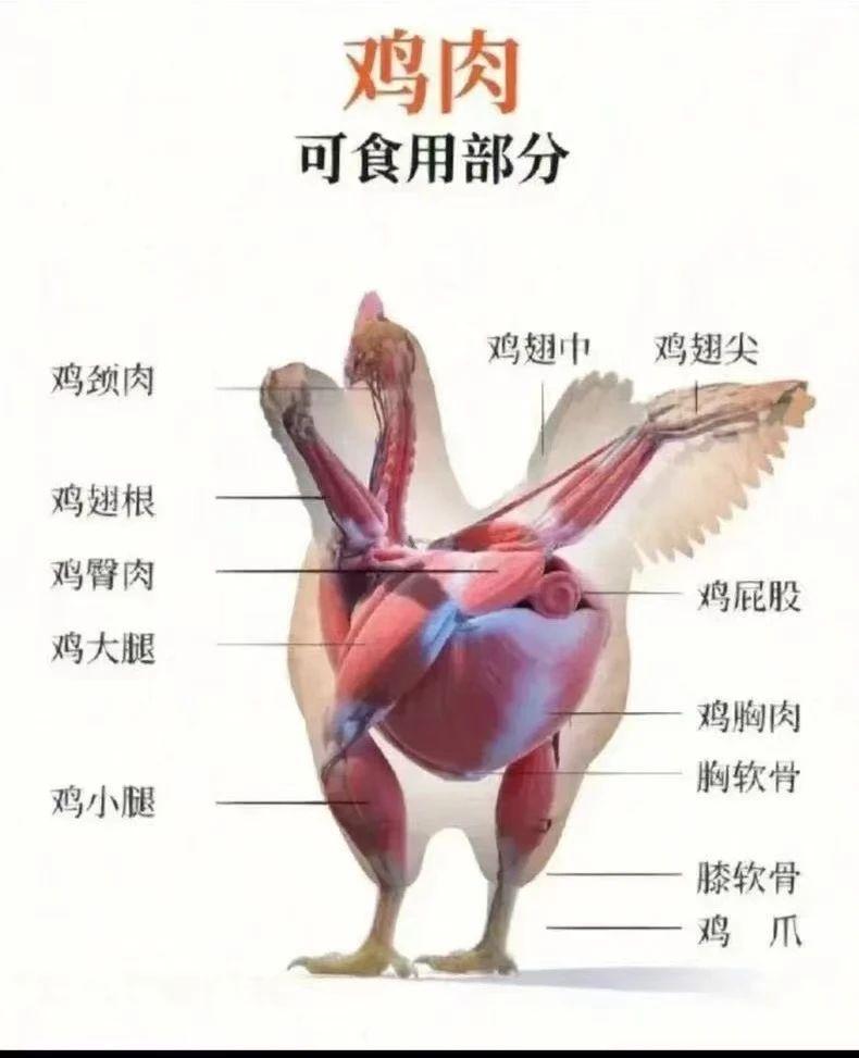 【進(jìn)口知識(shí)】帶你了解進(jìn)口雞類(lèi)產(chǎn)品的世界